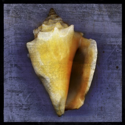 Framed Fighting Conch Print