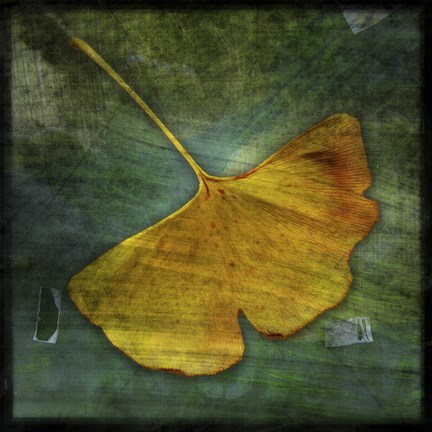 Framed Gingko 3 Print