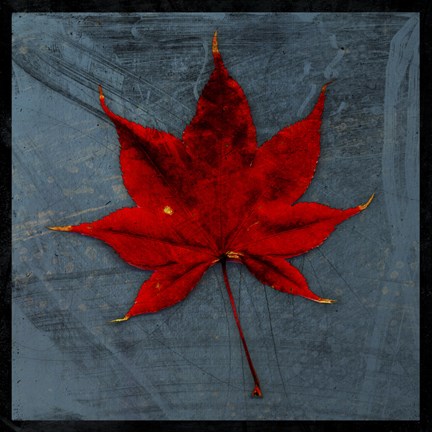 Framed Japanese Maple Print