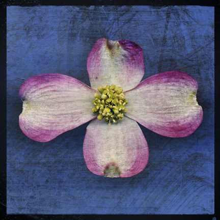 Framed Pink Dogwood Print