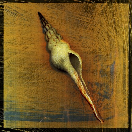 Framed Spiral Shell Print