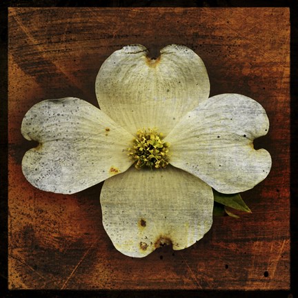 Framed White Dogwood Print