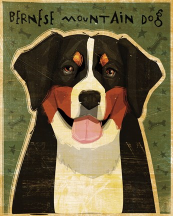 Framed Bernese Mountain Dog Print