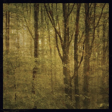 Framed Fog in Mountain Trees No. 2 Print