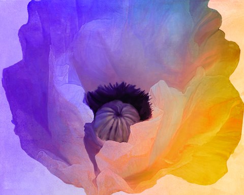 Framed Poppy Gradient III Print