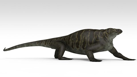 Framed Cotylorhynchus Print