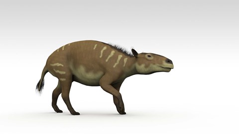 Framed Eurohippus Print