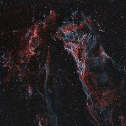 Framed Pickering&#39;s Triangular Wisp Print