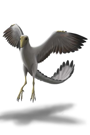 Framed Archaeopteryx Print