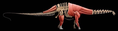 Framed Apatosaurus Skeleton Print