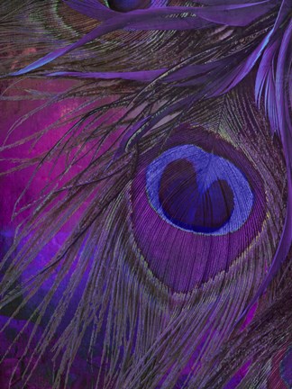 Framed Peacock Candy IV Print