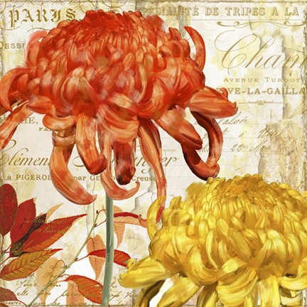 Framed Chrysanthemes I Print