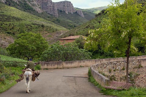 Framed Old man rides a donkey loaded with wood, Anguiano, La Rioja, Spain Print
