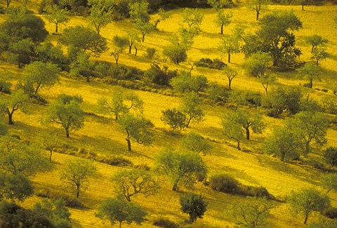 Framed Morning View of Farmland, Mallorca, Balearics, Spain Print