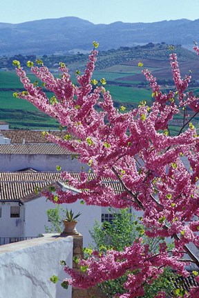 Framed Flowering Cherry Tree and Whitewashed Buildings, Ronda, Spain Print