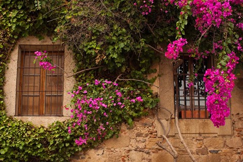 Framed Flower-covered Buildings, Old Town, Ciudad Monumental, Caceres, Spain Print