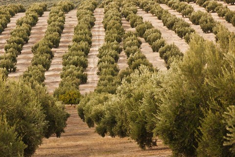 Framed Olive Groves, Jaen, Spain Print