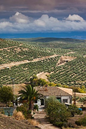 Framed Olive Groves, Ubeda, Spain Print