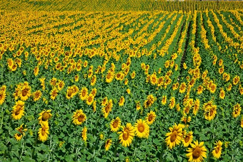 Framed Spain, Andalusia, Cadiz Province Sunflower Fields Print