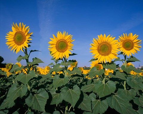 Framed Sunflowers, Spain Print