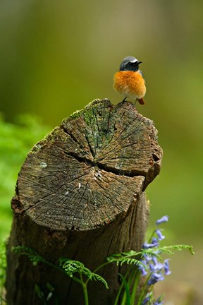 Framed Redstart bird, Forest of Dean, Gloucestershire, UK Print