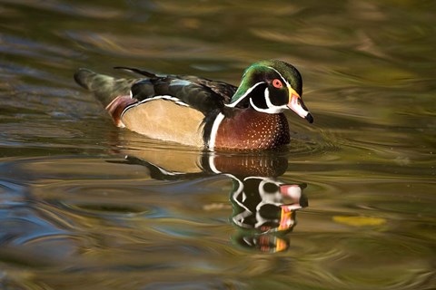 Framed USA Carolina or Wood Duck, reflected in a Pond Print