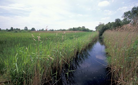 Framed Wicken Fen, Cambridgeshire, England Print