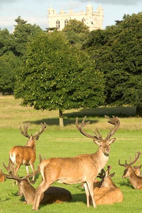 Framed English red deer stags, Nottingham, England Print