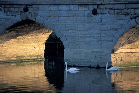 Framed Swans in River, Stratford-on-Avon, England Print