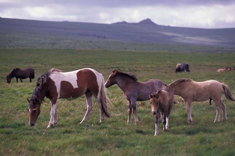 Framed Horses of Dartmoor, Devon, England Print