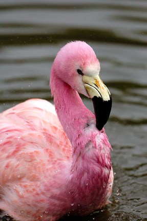 Framed Andean Flamingo, Tropical Bird, England Print
