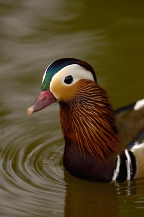 Framed Mandarin Duck, Slimbridge Wildfowl and Wetlands Trust, England Print