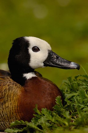 Framed White-faced Whistling Duck, England Print