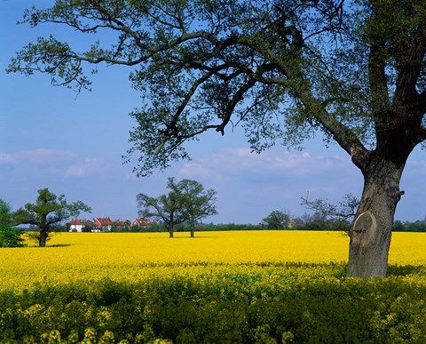 Framed Rape Seed Field, Billinghurst, Sussex, England Print
