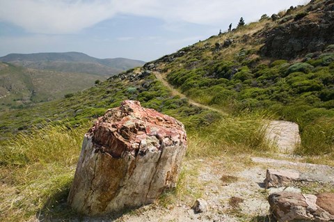 Framed Petrified Forest, Sigri, Lesvos, Mithymna, Northeastern Aegean Islands, Greece Print