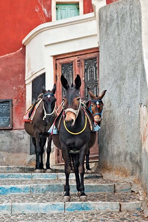 Framed Mules, Imerovigli, Santorini, Greece Print