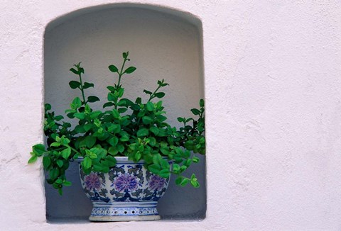 Framed Alcove Plant, Santorini, Greece Print