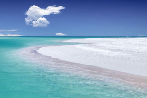 Framed Tropical Simplicity Print