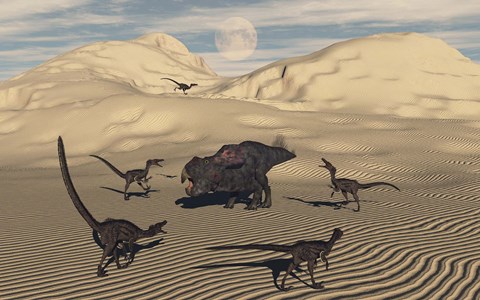 Framed Velociraptors Encircling a  Protoceratops Print