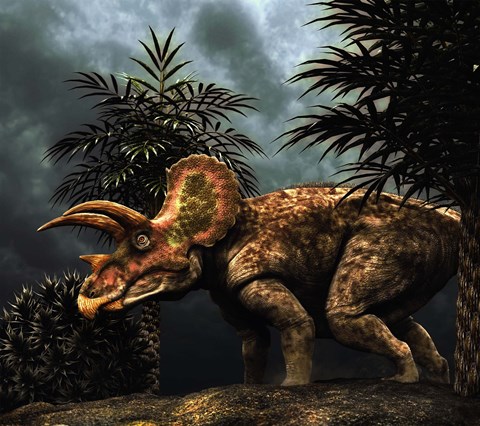 Framed Triceratop, Herbivorous Dinosaur from the Cretaceous Period Print