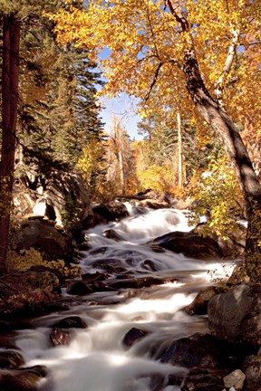 Framed River and Trees Print