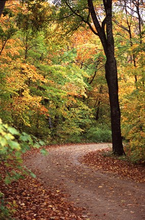 Framed Fall Road Print