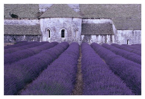 Framed Lavender Abbey Print