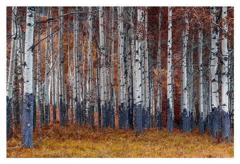 Framed Autumn Forest Print