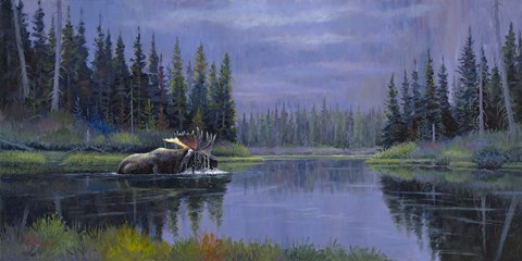 Framed Moose At Fisher Cap Lake Print