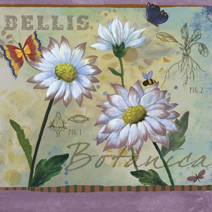 Framed Bellis Botanica Print