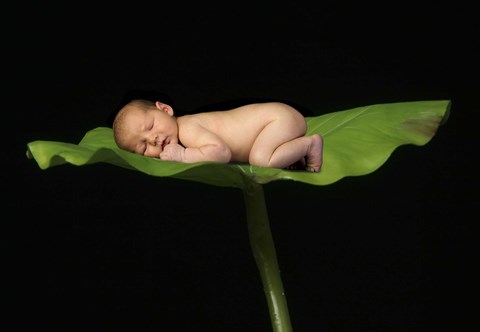 Framed Sleeping Baby Leaf Dreams Print