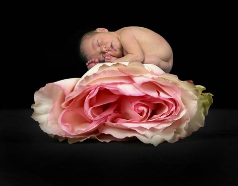 Framed Baby Snuggle On Pink Rose Print