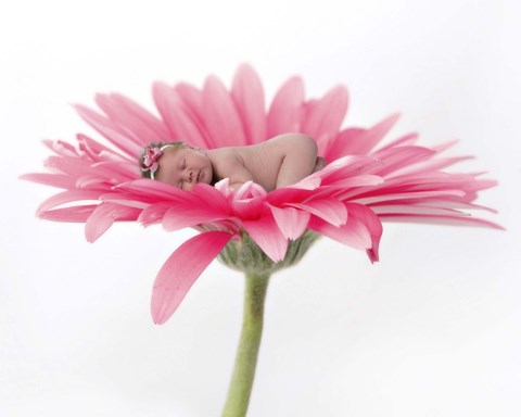 Framed Gardiner Baby On Pink Daisy Print