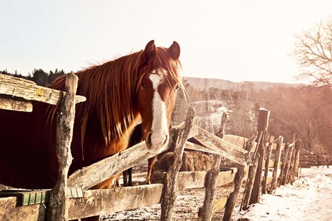 Framed Brown Horse Print
